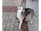 Adopt Shylah a White Siberian Husky / Mixed dog in Plain City, OH (38706447)