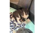 Adopt Rosalind Bowers a All Black Domestic Longhair (short coat) cat in