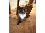 Adopt Boone Willingham a Gray or Blue (Mostly) Domestic Shorthair (short coat)