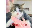 Adopt Sparkler Willingham a White (Mostly) Domestic Longhair (long coat) cat in