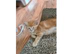 Adopt Colby Hill a Orange or Red Domestic Shorthair (short coat) cat in