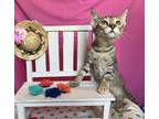 Adopt Gouda a Gray, Blue or Silver Tabby Domestic Shorthair (short coat) cat in