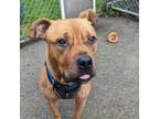 Adopt Thomas a Tan/Yellow/Fawn Pit Bull Terrier / Mixed dog in Canastota