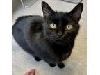 Adopt Piper a All Black Domestic Shorthair / Mixed cat in Columbia Station