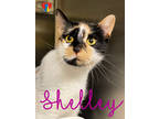 Adopt Shelley a White Domestic Shorthair / Domestic Shorthair / Mixed cat in