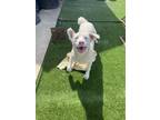 Adopt Maya a White Husky / German Shepherd Dog / Mixed dog in Concord