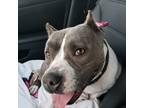 Adopt KiKA a White - with Gray or Silver American Pit Bull Terrier / American