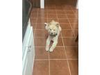 Adopt Bailey a White - with Red, Golden, Orange or Chestnut Pomsky / Mixed dog