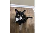 Adopt Timmy a Black & White or Tuxedo American Shorthair / Mixed (short coat)