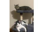 Adopt Felix and milo a Gray, Blue or Silver Tabby Tabby / Mixed (short coat) cat
