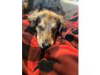 Adopt Charlie a Black - with Brown, Red, Golden, Orange or Chestnut Basset Hound