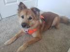 Adopt Tasi a Tan/Yellow/Fawn Mutt / Mixed dog in Grovetown, GA (38631308)