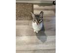 Adopt Leia a Gray or Blue Domestic Mediumhair / Mixed (medium coat) cat in