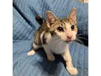 Adopt Gunner a White Domestic Shorthair / Mixed cat in Hammonton, NJ (38820168)