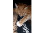 Adopt Milo a Orange or Red Tabby American Shorthair / Mixed (short coat) cat in