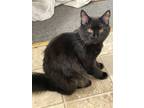 Adopt Moon a All Black Domestic Longhair / Mixed (medium coat) cat in Mount