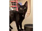 Adopt Meowtallica 4410 a All Black Domestic Shorthair / Mixed cat in Dallas