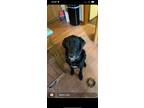 Adopt Bentley a Black Labrador Retriever / Great Dane / Mixed dog in Rochester
