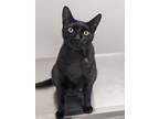 Adopt Oscuro a Black (Mostly) Domestic Shorthair / Mixed (short coat) cat in