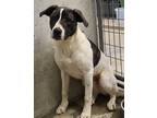 Adopt Maliyah a White - with Brown or Chocolate Great Pyrenees / Mixed dog in