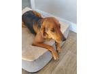 Adopt Millie a Black - with Tan, Yellow or Fawn Redbone Coonhound / Black Mouth
