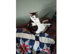 Adopt Dali a Calico or Dilute Calico Calico / Mixed (short coat) cat in Norman