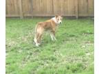 Adopt Rocky a Brown/Chocolate - with White German Shepherd Dog / Mixed dog in