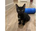 Adopt Freddie a All Black Domestic Shorthair / Mixed cat in Lantana