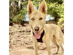 Adopt Casey a White - with Tan, Yellow or Fawn Siberian Husky / Mixed dog in