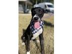 Adopt Rolly a Mixed Breed (Medium) dog in Dickson, TN (38644933)