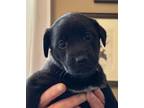Adopt Lily - Affectionate & Chill a Labrador Retriever