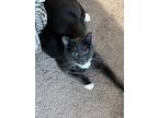 Adopt Frankie Jack a Gray or Blue (Mostly) Domestic Shorthair / Mixed (short