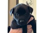 Adopt Carly - Smart and Fun a Labrador Retriever