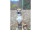 Adopt Elizabeth - Adoptable a Terrier (Unknown Type, Small) / Mixed Breed