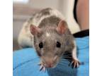 Adopt Latimer a Rat small animal in Urbana, IL (38920438)