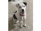 Adopt Meerkat a Black American Pit Bull Terrier / Mixed dog in Anderson