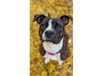 Adopt Clarette a Brindle Mixed Breed (Large) / Mixed dog in Cincinnati