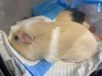 Adopt SWEETY a Guinea Pig