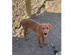 Adopt Cory a Tan/Yellow/Fawn Blue Lacy/Texas Lacy / Mixed dog in Paramus