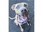 Adopt NUVIA a Pit Bull Terrier, Mixed Breed
