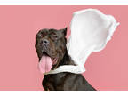 Adopt Stella a Black Cane Corso / Mixed dog in Westampton, NJ (38905872)