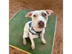 Adopt Silver Sword a Tan/Yellow/Fawn American Pit Bull Terrier / Mixed dog in