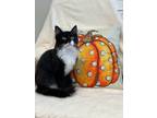 Adopt Archie a Domestic Mediumhair / Mixed (short coat) cat in Dalton