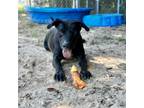 Adopt Plankton a Black Mixed Breed (Large) / Mixed dog in Milton, FL (38633878)