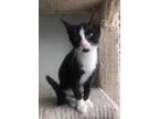 Adopt Saava a Domestic Shorthair / Mixed (short coat) cat in Dalton