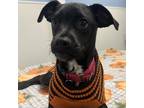 Adopt Cider a Black Terrier (Unknown Type, Small) / Mixed dog in San Antonio