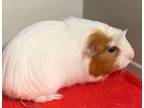 Adopt Creamer a Guinea Pig