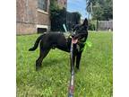 Adopt Oaklee a Black Mixed Breed (Large) / Mixed dog in Philadelphia