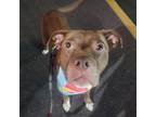 Adopt Eugene a Brown/Chocolate Mixed Breed (Large) / Mixed dog in Philadelphia