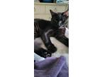 Adopt Bear a All Black Domestic Shorthair / Mixed cat in Panama City Beach